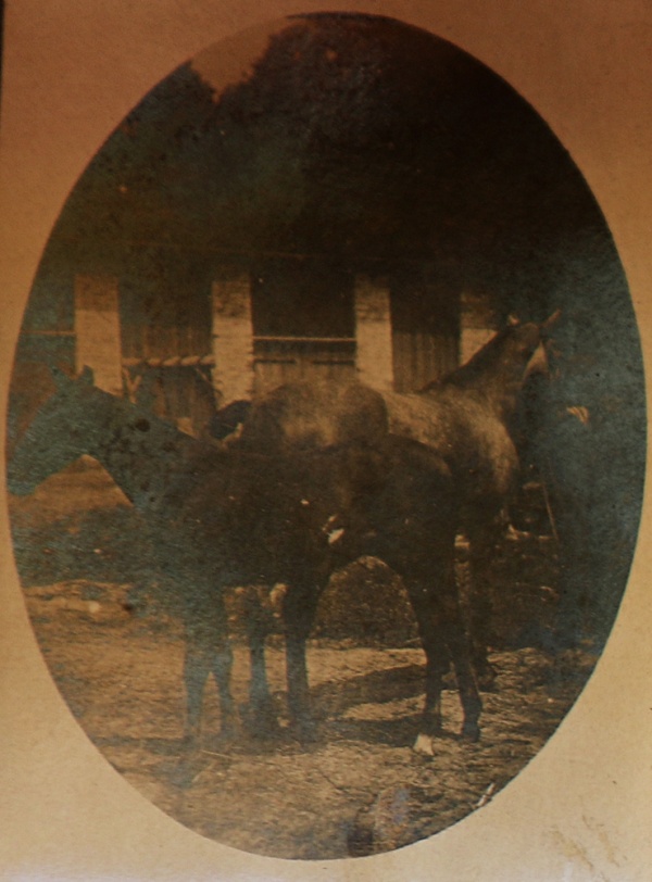 Konie z majątku w Łopienniku