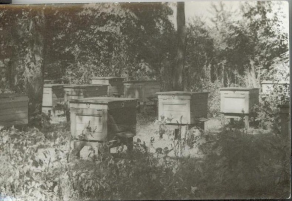 Pasieka doświadczalna Wojewódzkiego Związku Pszczelarzy w Lubartowie w parku za pałacem w jesienią 1946 roku – fragment pasieki