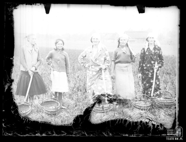 Grupa kobiet podczas zbiorów