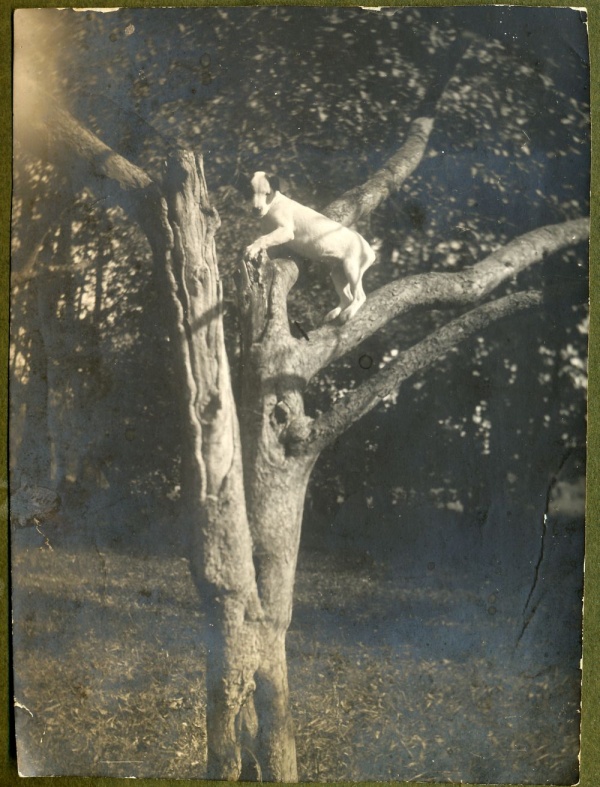 Pies na drzewie w Siemieniu