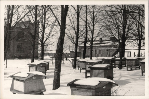 Pasieka Stanisława Jasińskiego w zimie około 1960 roku