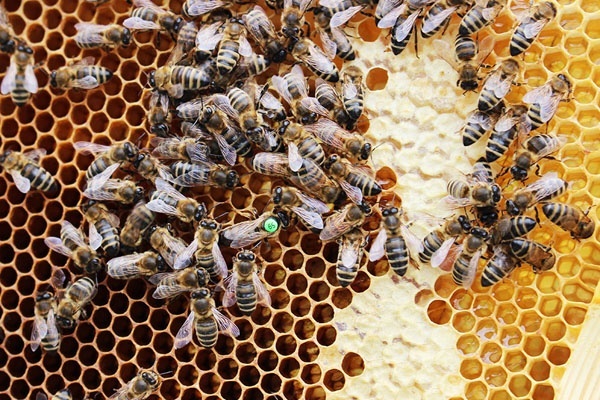 Pszczelarstwo na Lubelszczyźnie